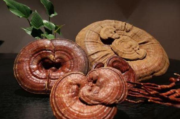 灵芝对痛风有效果吗 灵芝对糖尿病的作用 灵芝对痛风有效果吗 灵芝对糖尿病的作用