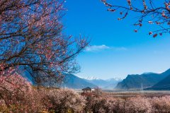 西藏林芝海拔高度是多少米