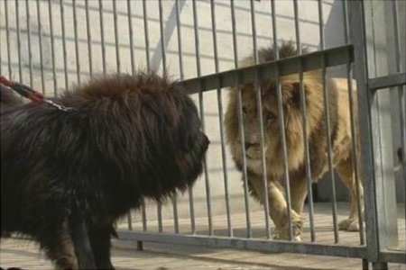 藏獒和狼谁厉害?