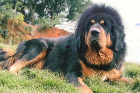 藏獒和狼谁厉害?