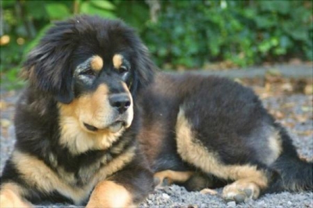 藏獒和狼谁厉害?