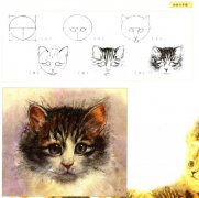 猫的四种画法教学猫的基本画法与步骤