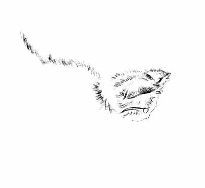 猫的四种画法教学 猫的基本画法与步骤(18)