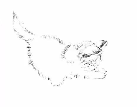 猫的四种画法教学 猫的基本画法与步骤(19)