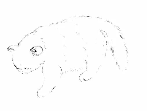 猫的四种画法教学 猫的基本画法与步骤(23)