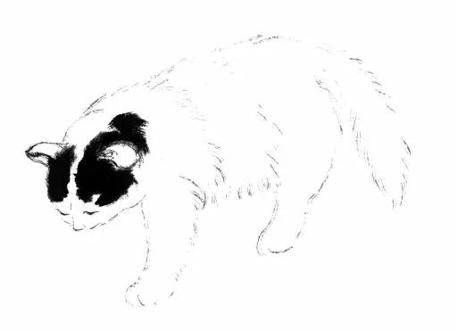 猫的四种画法教学 猫的基本画法与步骤(24)
