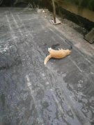 把流浪猫扔了会有报应吗？极目帮解决办法？