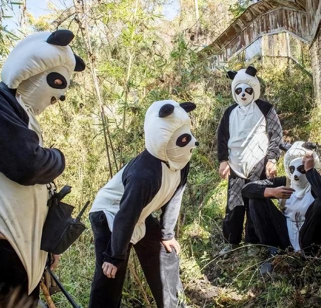 四川熊猫有多强大 四川有多少熊猫是人扮的(2)