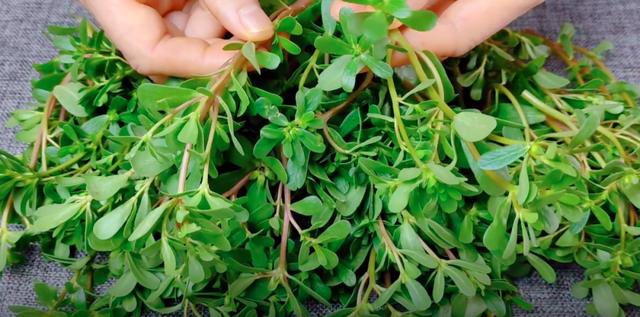 广东最好吃的长寿菜 12月必吃这个长寿菜(1)