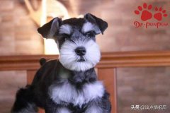 怎样治疗狗狗溃烂的趾间炎预防及治疗狗狗趾