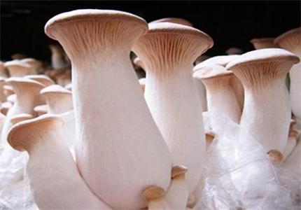 干炸杏鲍菇丝的做法 香酥小零食--干炸杏鲍菇(1)