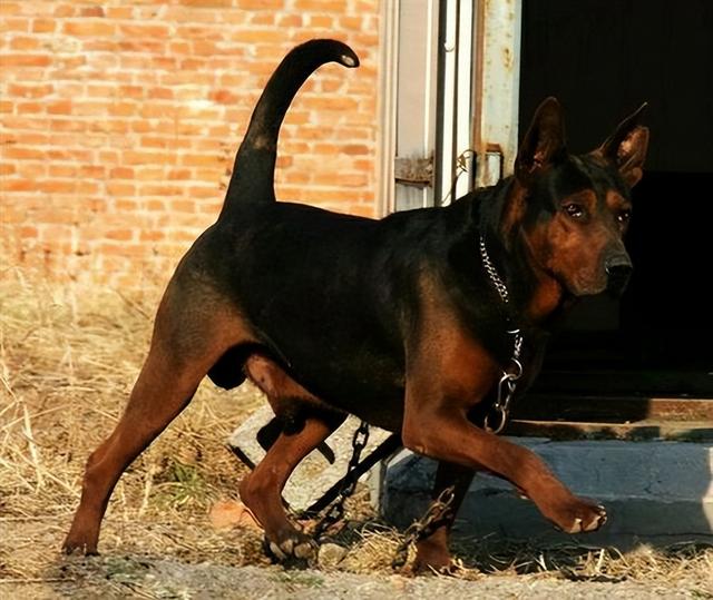 莱州红养公的还是母的好 为什么养莱州红(2)