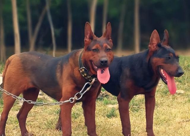 莱州红养公的还是母的好 为什么养莱州红(4)