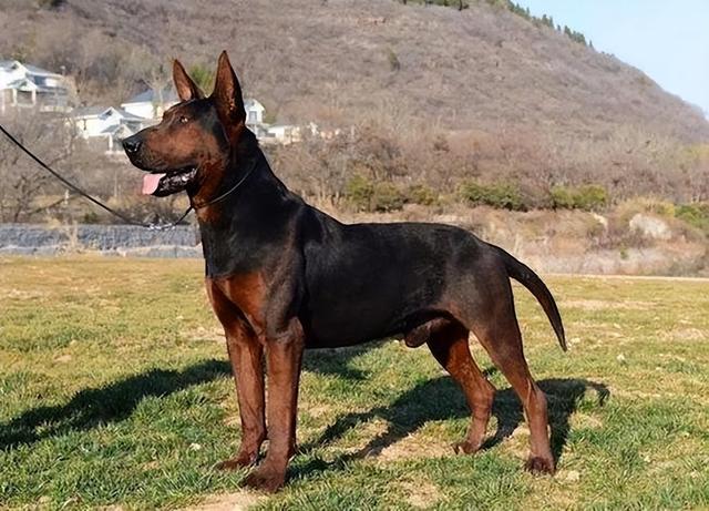 莱州红养公的还是母的好 为什么养莱州红(5)