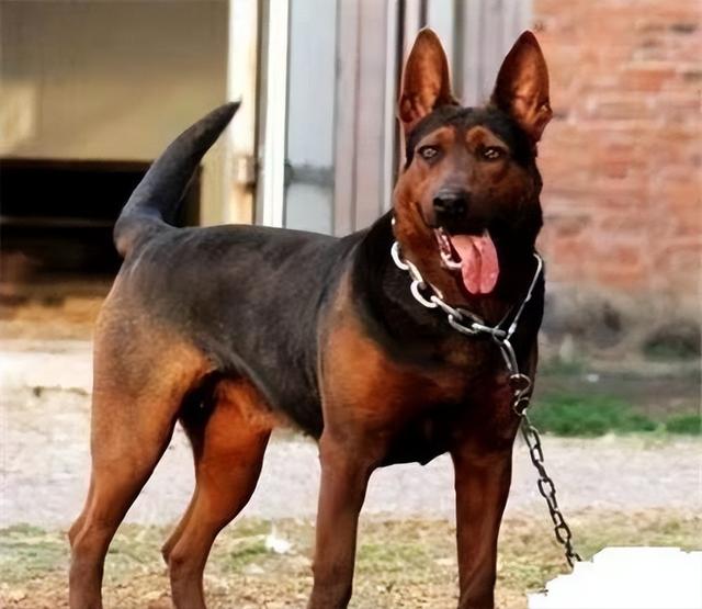 莱州红养公的还是母的好 为什么养莱州红(6)