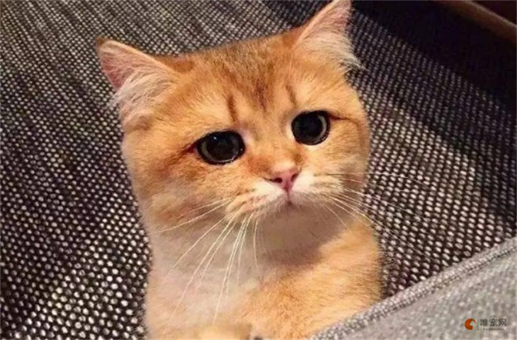 猫咪嫉妒的表现 生气怎么办