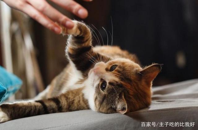 猫咪最怕的三种惩罚(猫咪打喷嚏怎么办)