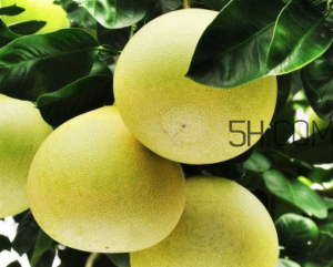 孕妇可以吃文旦吗 文旦柚孕妇可以吃