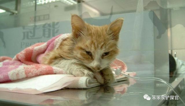 猫瘟多久才过危险期（冬末到春季是猫瘟高发季节）(4)