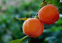 吃什么可以使皮肤更有弹性