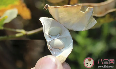 宝宝健脾祛湿吃什么食物好 夏季健脾祛湿食谱推荐