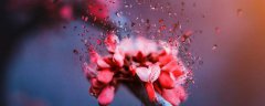 富贵满堂红花养