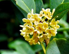 中医养生：桂花的功能和疗效