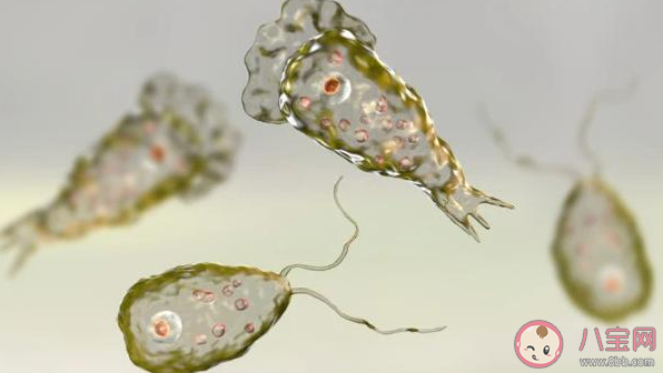 食脑虫有多可怕 食脑虫致死率有多高