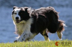 南京可以养边牧吗？