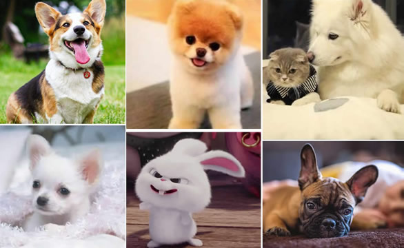 猫发出马达一样的声音还蹭人(猫发出马达一样的声音没停过)