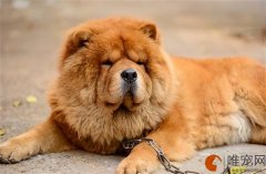 绍兴可以养松狮犬是真的吗