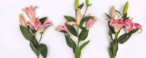 摄图网_500345090_wx_粉色百合（企业商用）.jpg