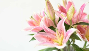 摄图网_500083864_banner_盛开的百合花（企业商用）.jpg