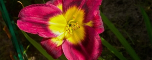 摄图网_303383030_花朵的在园里紧闭夏背景君子兰（（企业商用）_副本.jpg