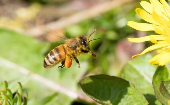 如何找回飞逃的蜜蜂？蜜蜂在花丛中怎样的采蜜