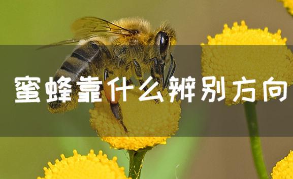 蜜蜂辨别方向靠的是什么？蜜蜂王怎么断定
