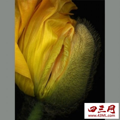 世界上最像女性生殖器的花，令人脸红的女人花