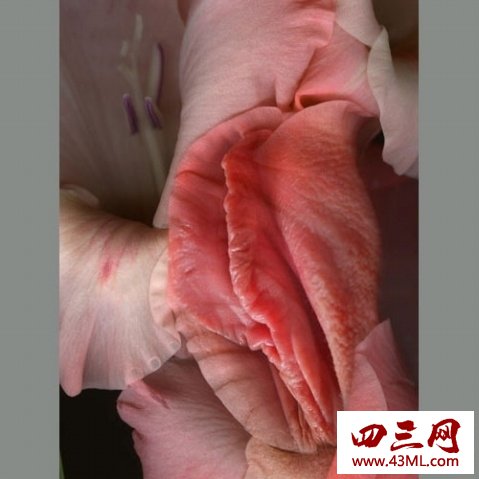 世界上最像女性生殖器的花，令人脸红的女人花