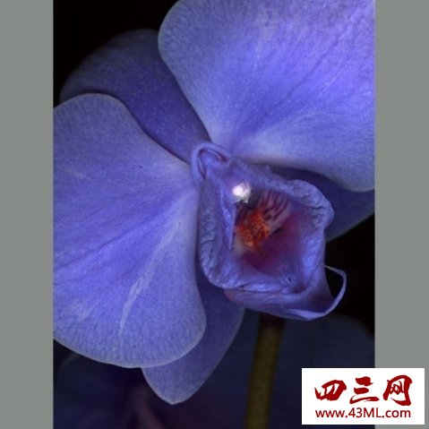 世界上最像女性生殖器的花，令人脸红的女人花