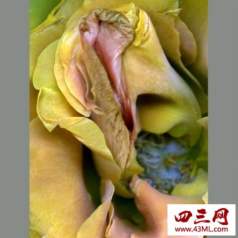 世界上最像女性生殖器的花，令人脸红的女人花