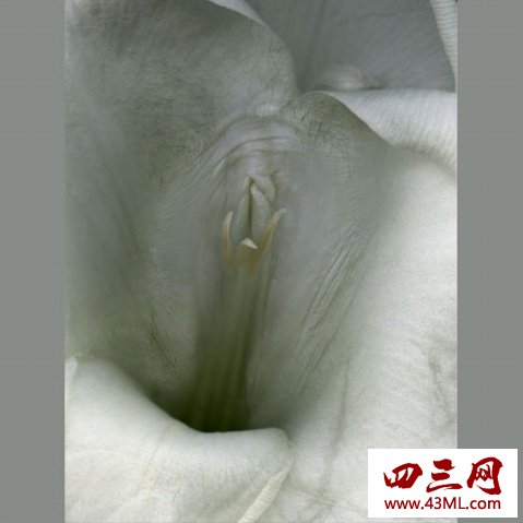 世界上最像女性生殖器的花，令人脸红的女人花