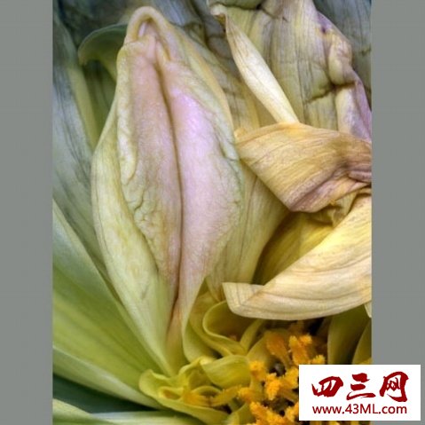 世界上最像女性生殖器的花，令人脸红的女人花