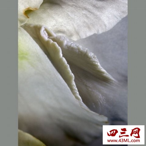 世界上最像女性生殖器的花，令人脸红的女人花