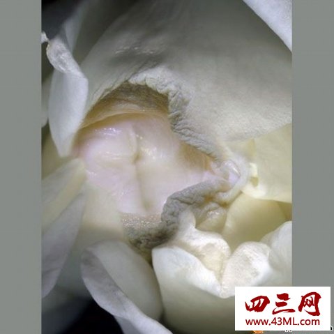 世界上最像女性生殖器的花，令人脸红的女人花