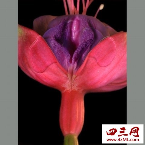 世界上最像女性生殖器的花，令人脸红的女人花