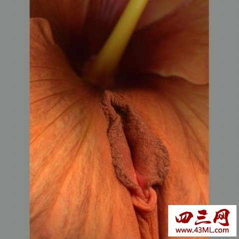 世界上最像女性生殖器的花，令人脸红的女人花