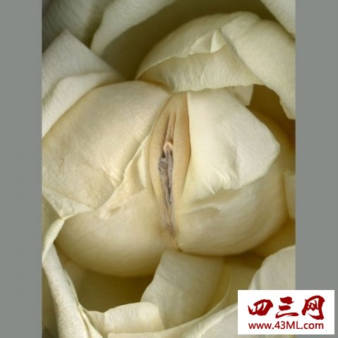 世界上最像女性生殖器的花，令人脸红的女人花