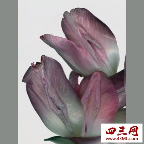 世界上最像女性生殖器的花，令人脸红的女人花