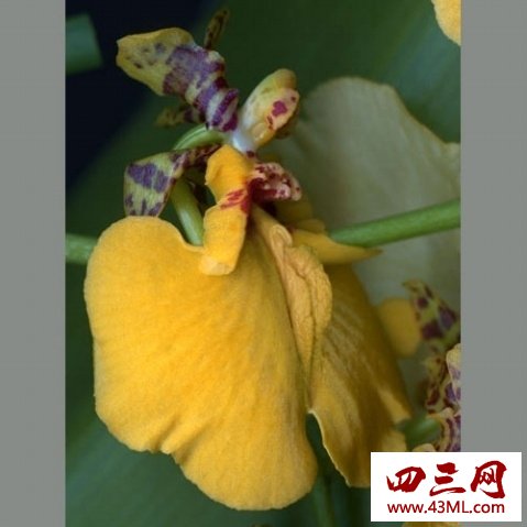 世界上最像女性生殖器的花，令人脸红的女人花