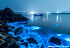 ？海上蓝眼泪的形成？由夜光藻或海萤发光引起 荧光素作用